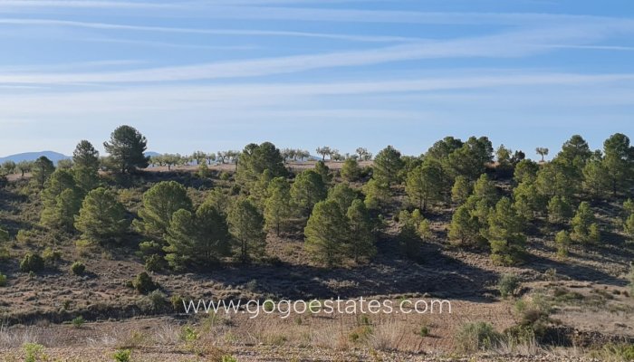 Grundstück - Wiederverkauf - Yecla - Raspay