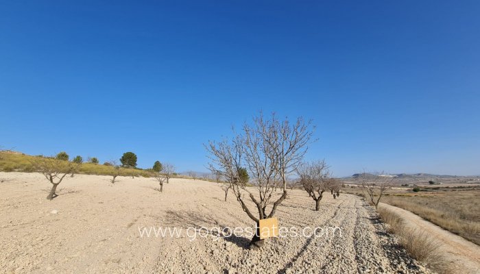 Parcela - Resale - Jumilla - Jumilla Centro