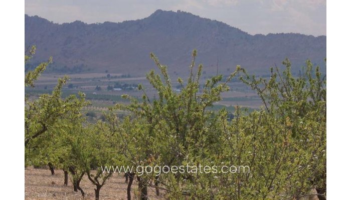 Parcela - Resale - Yecla - Yecla