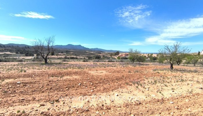 Parcela - Revente - Jumilla - Jumilla Centro