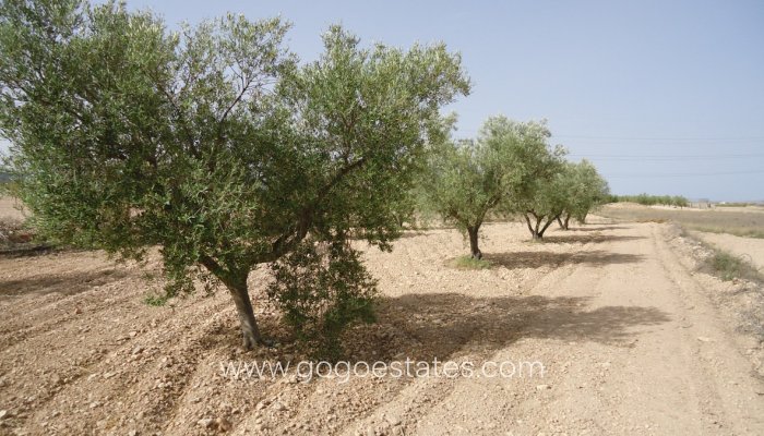 Parcela - Terreno - Venta - Jumilla - Cañada del Trigo