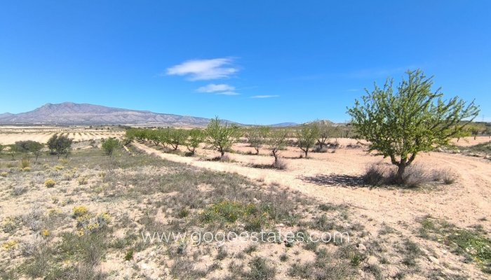 Parcela - Terreno - Venta - Jumilla - Jumilla Centro