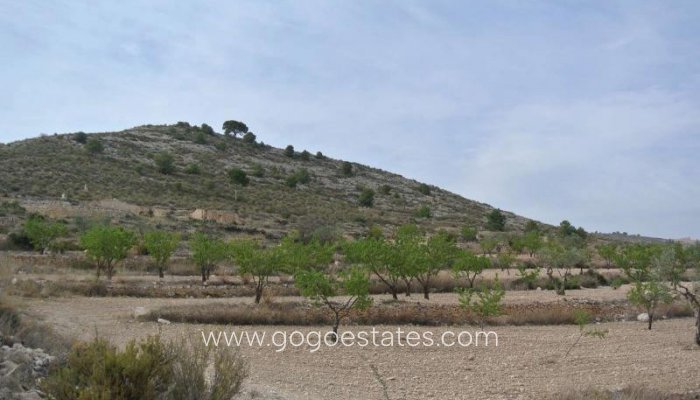 Parcela - Terreno - Venta - Jumilla - Jumilla Centro
