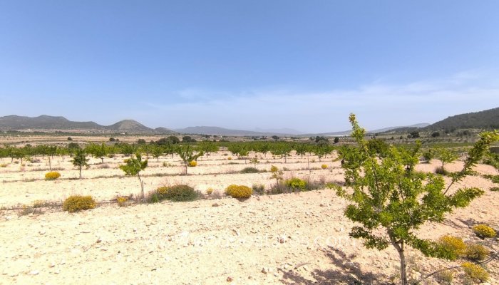 Parcela - Terreno - Venta - Monóvar - Monòver - Monóvar - Monòver Centro