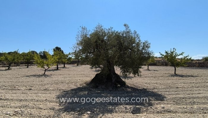 Parcela - Terreno - Venta - Monóvar - Monòver - Monóvar - Monòver Centro