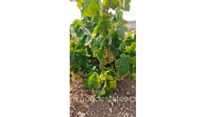 Parcela - Terreno - Venta - Murcia - Abanilla Centro