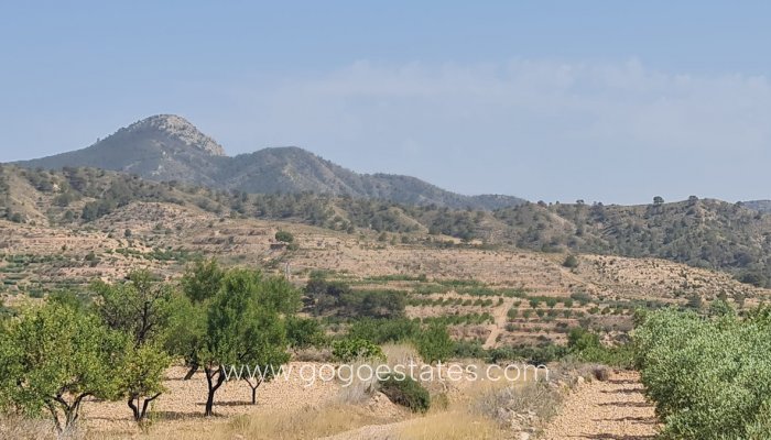 Parcela - Terreno - Venta - Murcia - Abanilla Centro