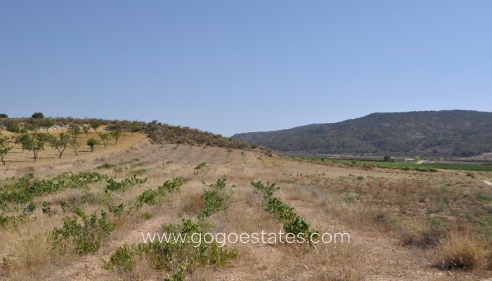 Parcela - Terreno - Venta - Pinoso - Pinoso Centro