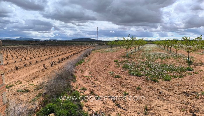 Parcela - Terreno - Venta - Pinoso - Pinoso Centro