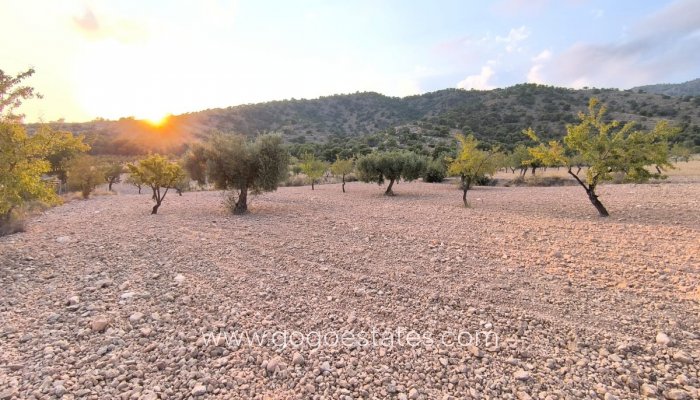 Parcela - Terreno - Venta - Pinoso - Pinoso Centro