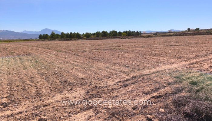 Parcela - Terreno - Venta - Pinoso - Pinoso Centro