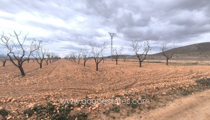 Parcela - Terreno - Venta - Yecla - Raspay