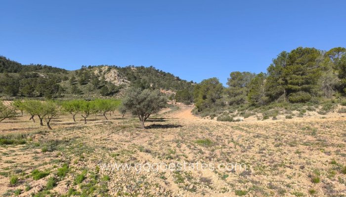 Parcela - Terreno - Venta - Yecla - Yecla Centro