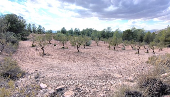 Parcela - Terreno - Venta - Yecla - Yecla Centro