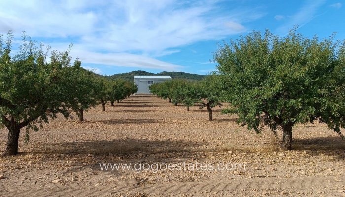 Parcela - Terreno - Venta - Yecla - Yecla Centro