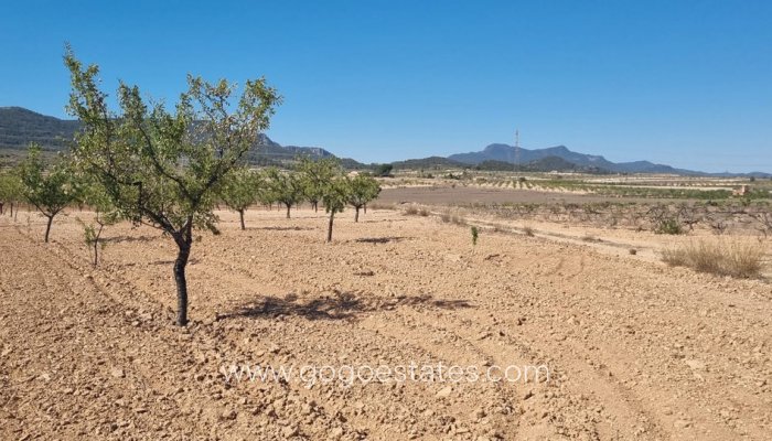 Perceel - Land - Te koop - Jumilla - Jumilla Centro