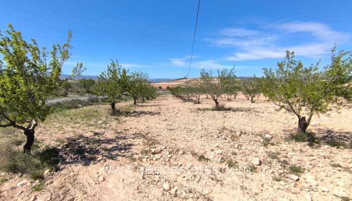 Perceel - Land - Te koop - Jumilla - Jumilla Centro