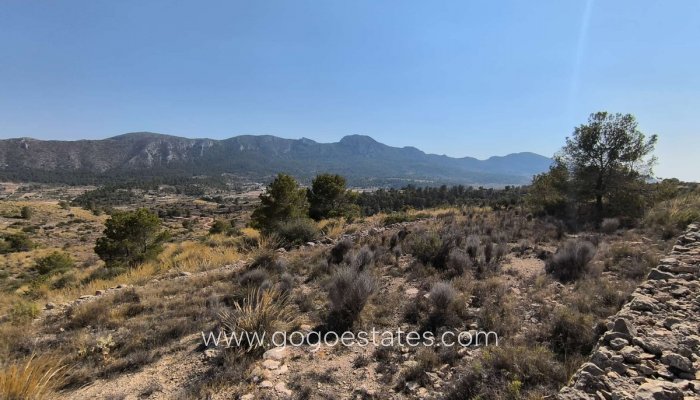 Perceel - Land - Te koop - La Romana - La Romana Centro