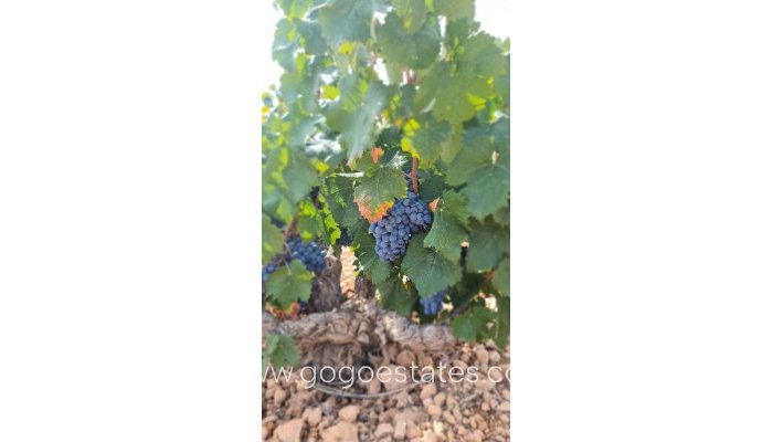 Perceel - Land - Te koop - Murcia - Abanilla Centro