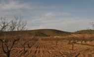 Perceel - Land - Te koop - Murcia - RSO-42127