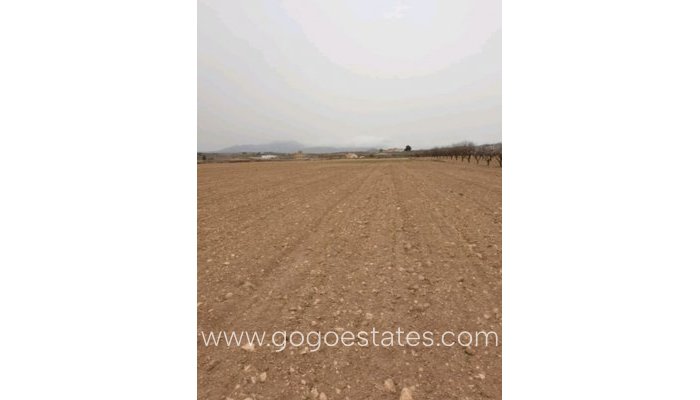 Perceel - Land - Te koop - Pinoso - Pinoso Centro