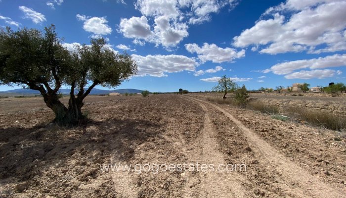 Perceel - Land - Te koop - Pinoso - Pinoso Centro