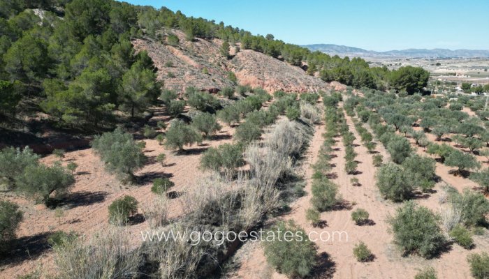 Perceel - Land - Te koop - Pinoso - Pinoso Centro