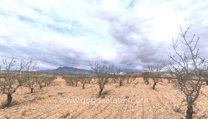 Perceel - Land - Te koop - Pinoso - Pinoso Centro