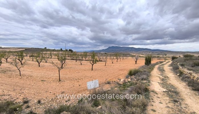 Perceel - Land - Te koop - Pinoso - Pinoso Centro