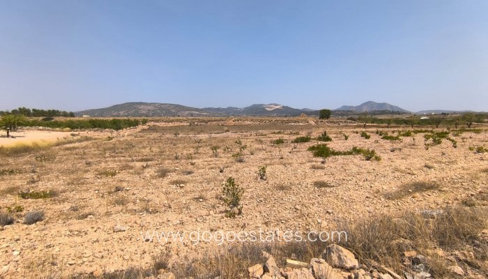 Perceel - Land - Te koop - Pinoso - Pinoso Centro