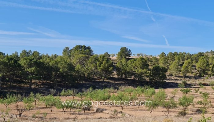 Perceel - Land - Te koop - Yecla - Raspay