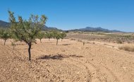 Plot - Land - Resale - Jumilla - RSO-34604
