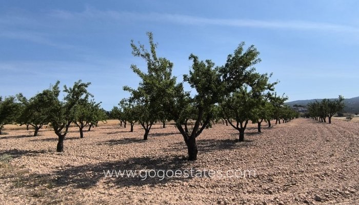 Plot - Land - Resale - Monóvar - Monòver - Monóvar - Monòver Centro