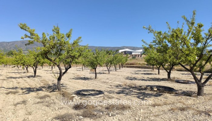 Plot - Land - Resale - Monóvar - Monòver - Monóvar - Monòver Centro