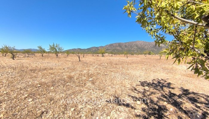 Plot - Land - Resale - Monóvar - Monòver - Monóvar - Monòver Centro
