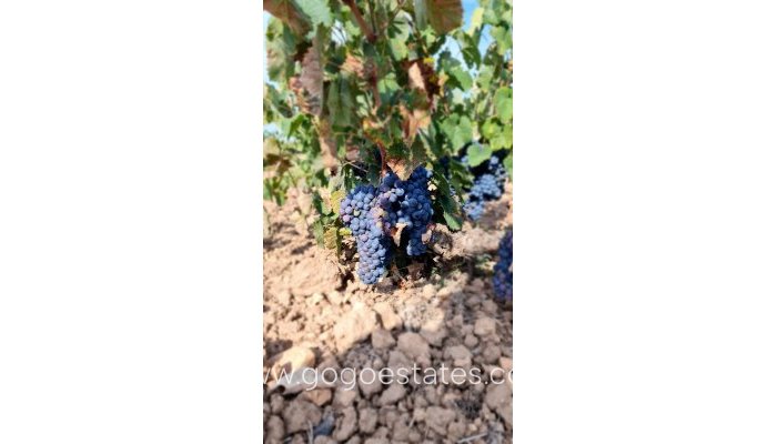 Plot - Land - Resale - Pinoso - Pinoso Centro