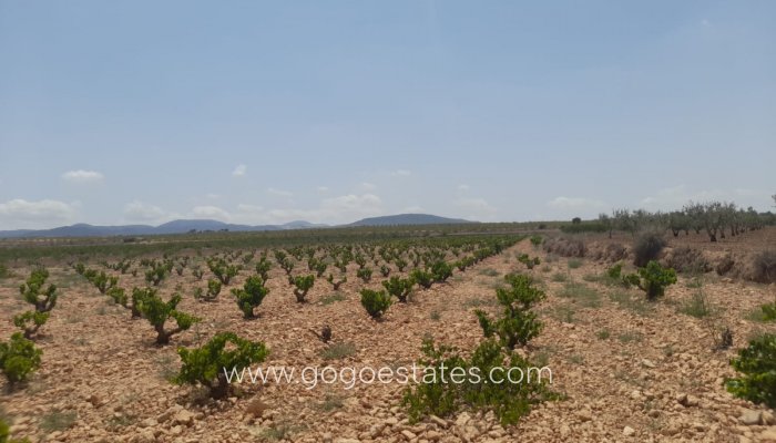 Plot - Land - Resale - Pinoso - Pinoso Centro