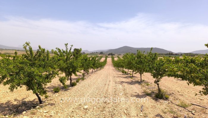 Plot - Land - Resale - Pinoso - Pinoso Centro