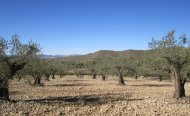 Plot - Land - Resale - Villena - RSO-80406