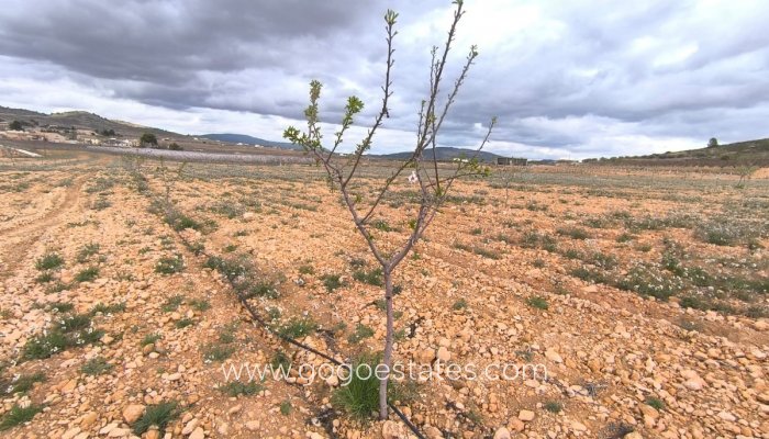 Plot - Land - Resale - Yecla - Raspay