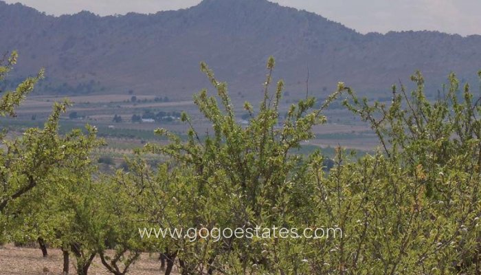 Plot - Land - Resale - Yecla - Yecla Centro