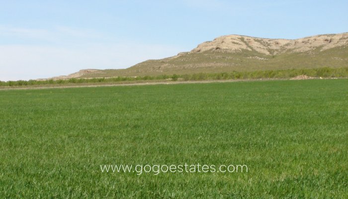 Plot - Land - Resale - Yecla - Yecla Centro