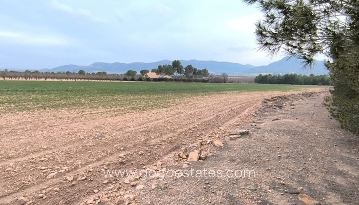 Plot - Land - Resale - Yecla - Yecla Centro