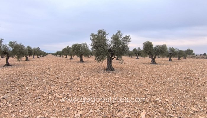 Plot - Land - Resale - Yecla - Yecla Centro