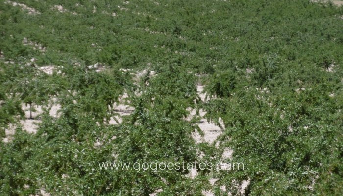 Plot - Land - Resale - Yecla - Yecla Centro