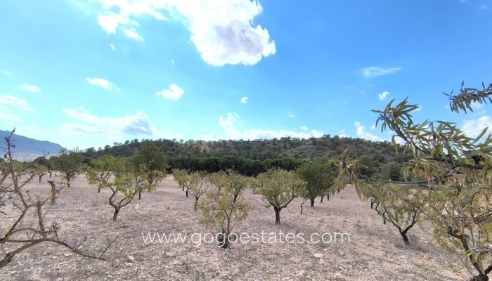 Plot - Land - Resale - Yecla - Yecla Centro