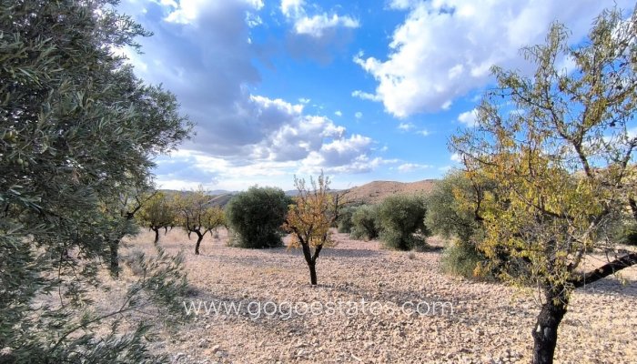 Plot - Land - Resale - Yecla - Yecla Centro