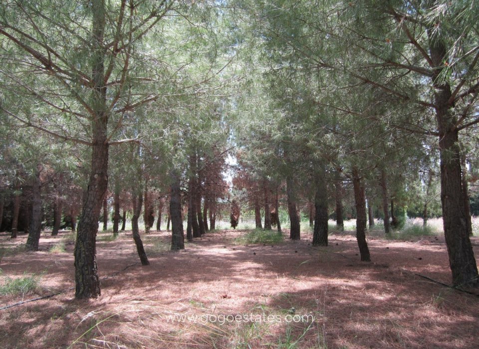 Resale - House - Detached Villa - Yecla - Yecla Centro