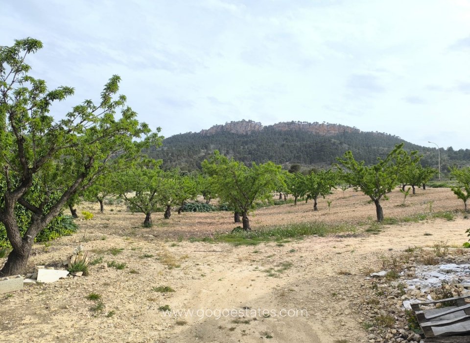 Resale - House - Finca - Cortijo - Jumilla - Jumilla Centro