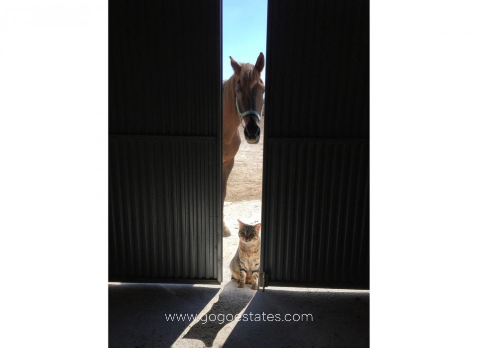 Resale - House - Finca - Cortijo - Jumilla - Torre del Rico